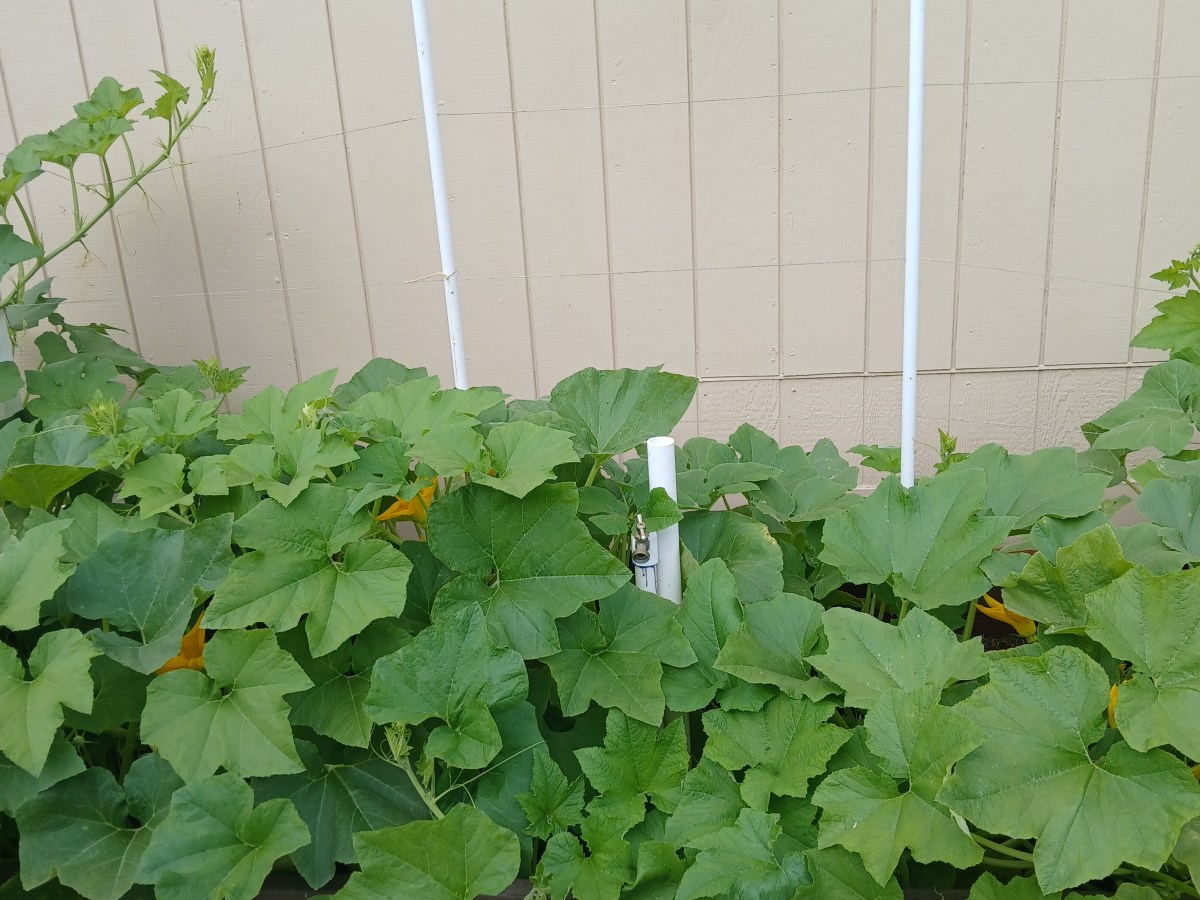 How Pumpkins Teach Us About&nbsp;Faith